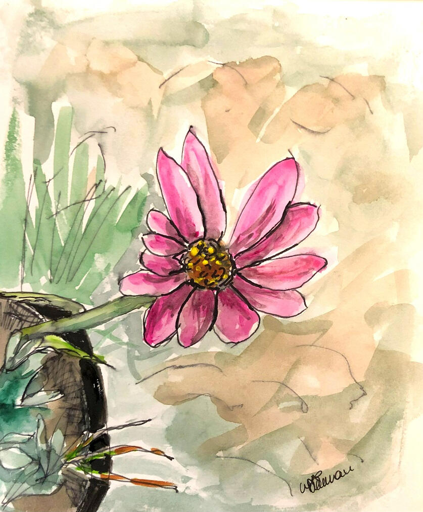 Cosmos Flower