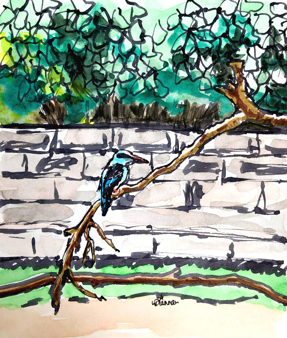 Blue-Breasted Kingfisher